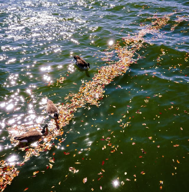 Ducks in the Charles